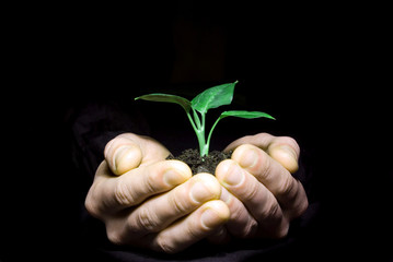 plant in hands