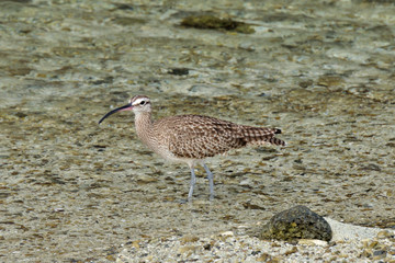 Whimbrel