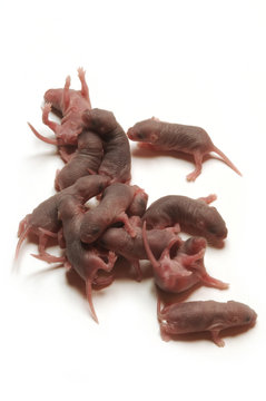 Ratones