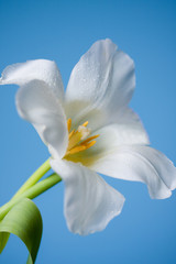 Obraz premium White flower isolated on blue