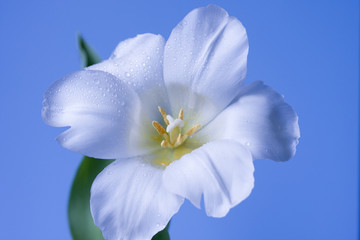 White flower isolated on blue