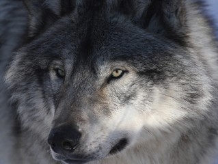 Fototapeta premium regard