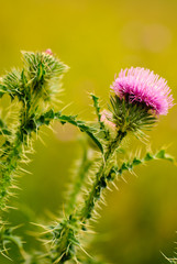 Mariendistel  (Silybum marianum L.)