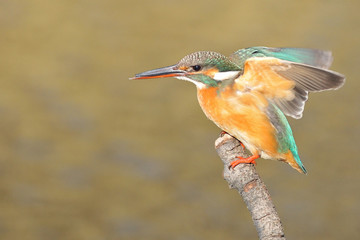 止まり木で羽ばたくカワセミ
