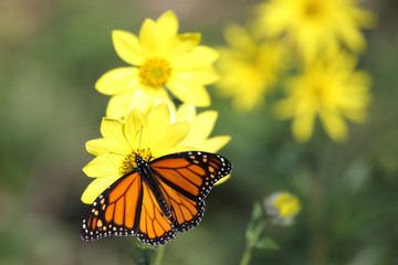 Monarch Butterfly (danaus plexippus) on Woodland Sunflowers