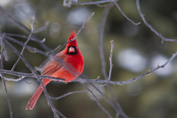 Cardinal - Northern Male