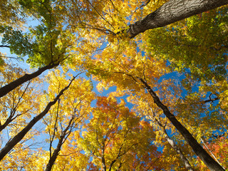 Maples in Fall Colour