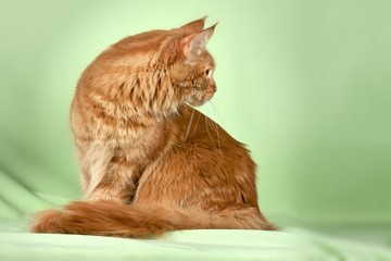 Fototapeta premium Beautiful cat