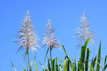 fleurs de cannes à sucre