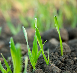 Early morning dew on green cereal sprouts