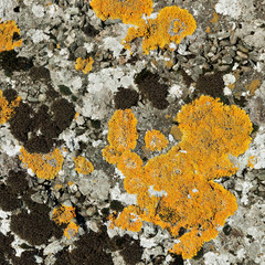 Lichen and moss on stone - square crop