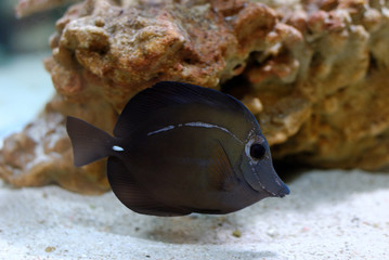 Exotic Tropical fish