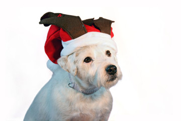 hund an weihnachten