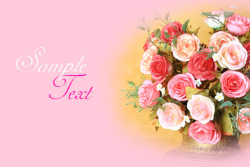 Close-up of pink rose flower against