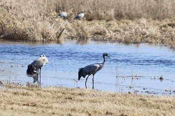 Cranes and swans