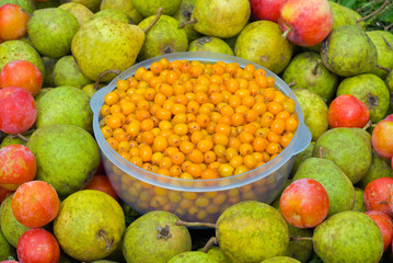 Fruits and berries 13