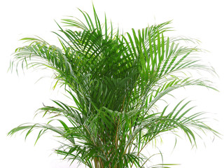 betel nut palm plant