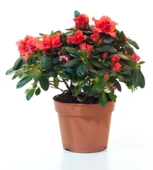 Peel and stick wall murals Azalea Blossoming plant of azalea in flowerpot isolated on white.