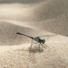 Libelle am Strand