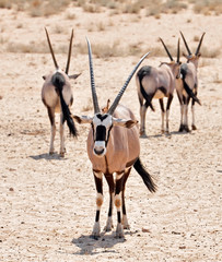 Gemsbok Antelope (Oryx gazella)