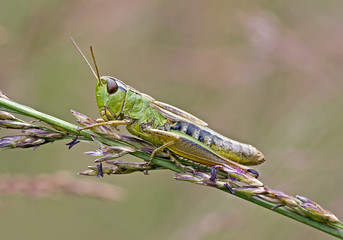 Grasshopper