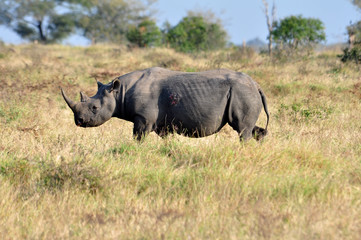 Fototapeta premium Africa Big Five: Black Rhinoceros