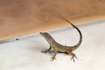 Jamaican lizard
