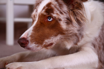 Hundeblick