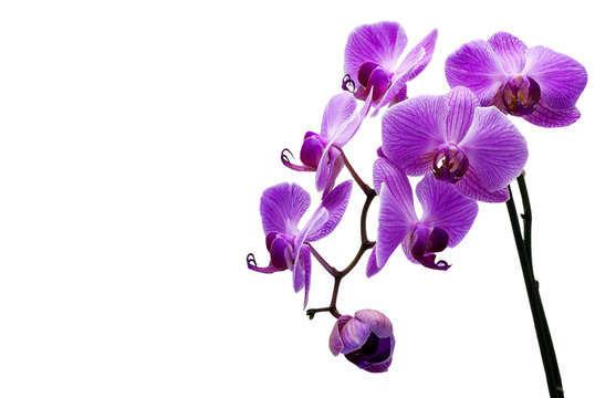 Orchidee