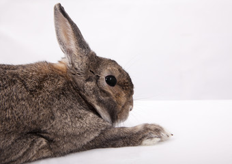 Portrait of Chinese gray  Rabbit on the white table