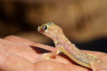 Gecko palmé