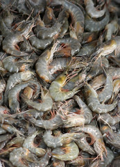 Shrimps