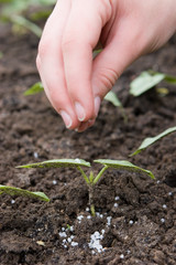 Young seedling is being fertilized with granulated fertilizers. Agricultural concept