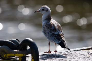 Juvenile plumage Black-headed Gull (Chroicocephalus ridibundus)