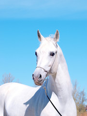 Obraz na płótnie Canvas portrait of white arabian horse