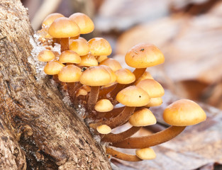 Group of orange mushrooms growing on a leaf bed