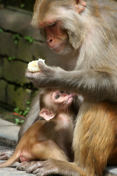 Macaque family in Kathmandu, Nepal