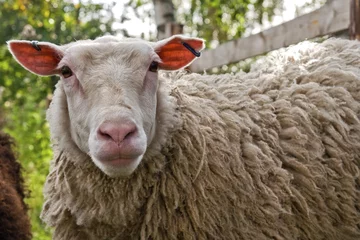 Photo sur Plexiglas Moutons Mouton