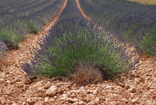 provence