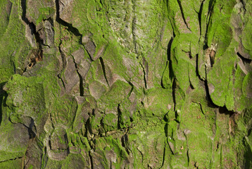 A mossed tree bark