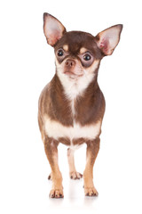 Obraz premium Chihuahua