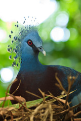 Crested pigeon bird sitting on her nest