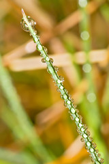 Dewdrops on the blades of grass. Natural background.