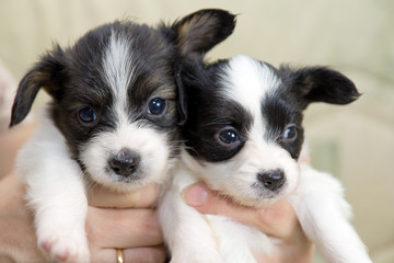 Little Puppies Papillon