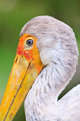 Close up of a painted stork