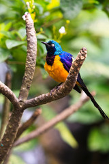Colorful sterling bird