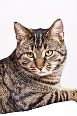 cute cat isolated on white