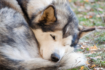 Sleeping Alaskan Malamute