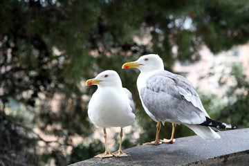 Couple of albatrosses