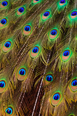 Fototapeta premium Peacock bird tail feathers in close up